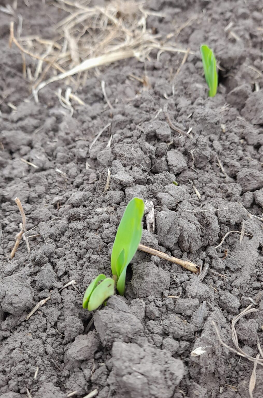 Maiz emergiendo