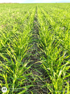 muestra un trigo con manejo nutricionalmente adecuado.